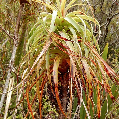 Dracophyllum townsonii unspecified picture