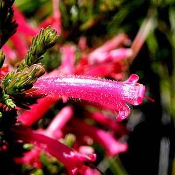 Erica curviflora unspecified picture