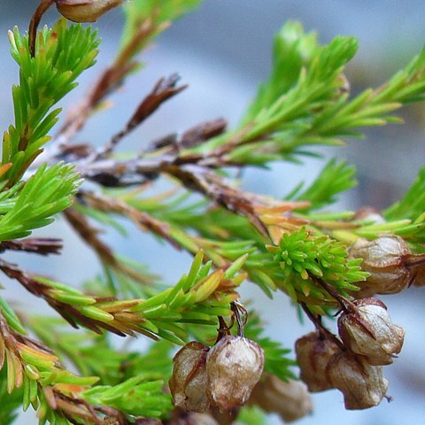 Erica margaritacea unspecified picture