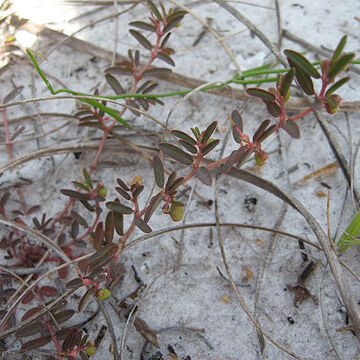 Euphorbia bombensis unspecified picture