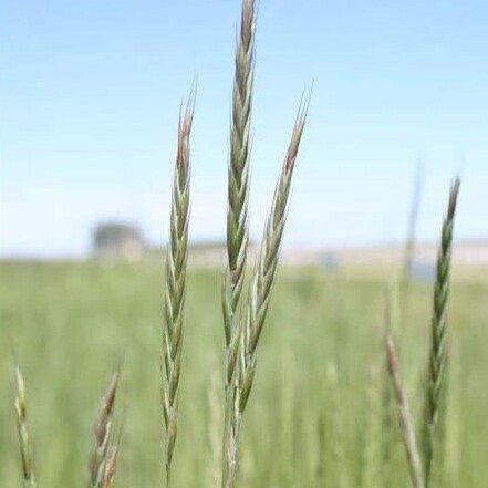 Elymus hoffmannii unspecified picture