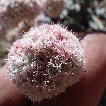 Eriogonum polypodum unspecified picture