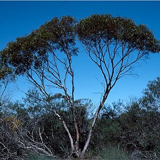 Eucalyptus horistes unspecified picture