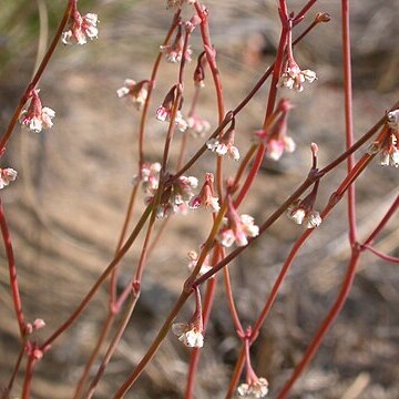 Eriogonum cernuum unspecified picture