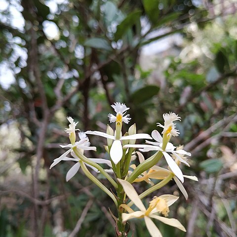 Epidendrum schistochilum unspecified picture