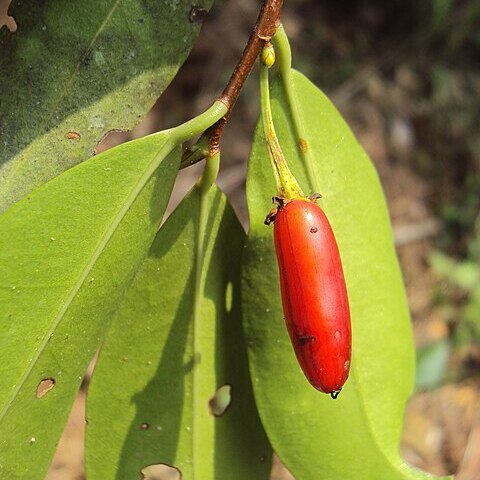 Erythroxylum moonii unspecified picture