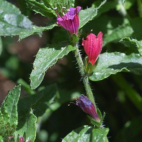 Echium tuberculatum unspecified picture