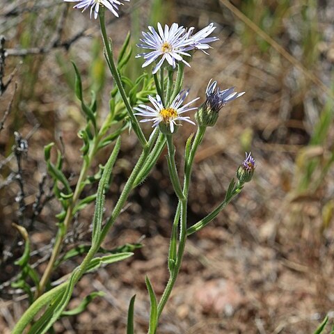 Erigeron x corymbosus unspecified picture