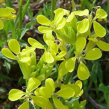 Erysimum unspecified picture