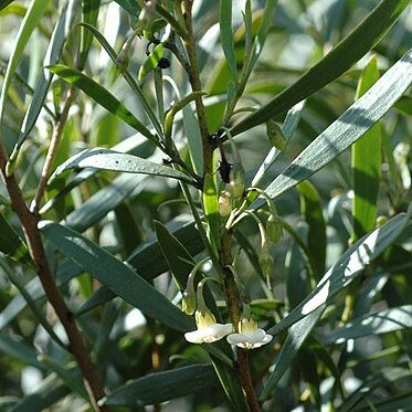 Eremophila deserti unspecified picture