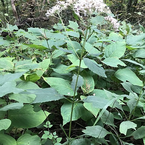 Eutrochium steelei unspecified picture