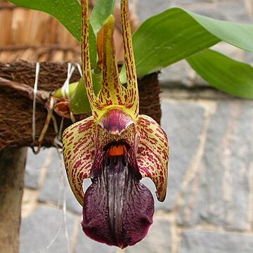 Dendrobium amplum unspecified picture