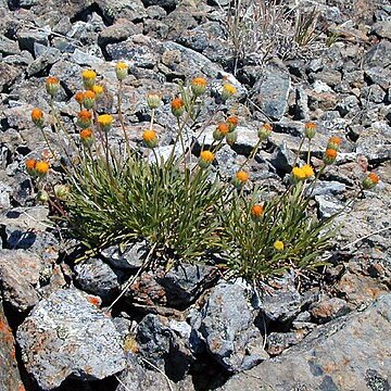 Erigeron bloomeri unspecified picture