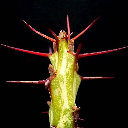 Euphorbia gemmea unspecified picture