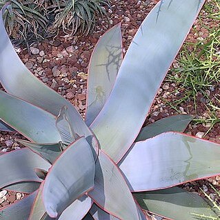 Euphorbia striata unspecified picture