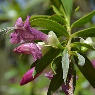 Eremophila lucida unspecified picture