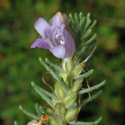 Eremophila caerulea unspecified picture