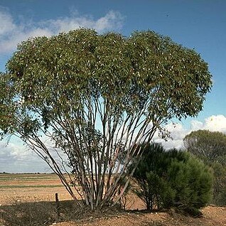 Eucalyptus stowardii unspecified picture