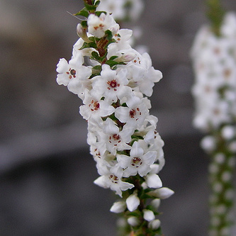 Epacris microphylla unspecified picture