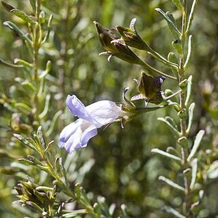 Eremophila pustulata unspecified picture