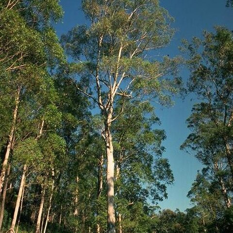 Eucalyptus largeana unspecified picture