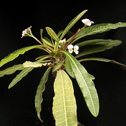 Euphorbia lophogona unspecified picture