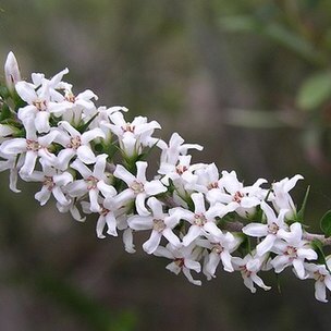 Epacris pulchella unspecified picture