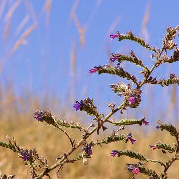 Echium gaditanum unspecified picture