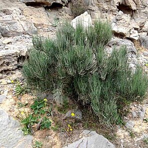 Ephedra pachyclada unspecified picture