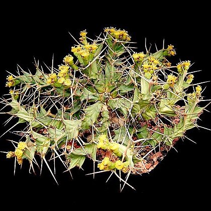 Euphorbia clavigera unspecified picture