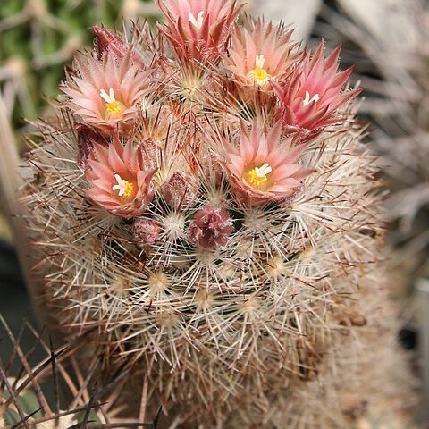 Escobaria tuberculosa unspecified picture