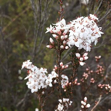 Epacris glabella unspecified picture