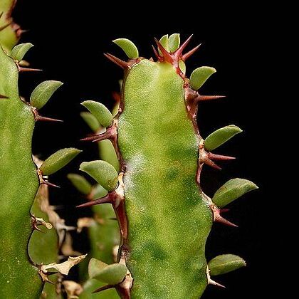 Euphorbia jubata unspecified picture