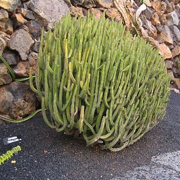 Euphorbia proballyana unspecified picture