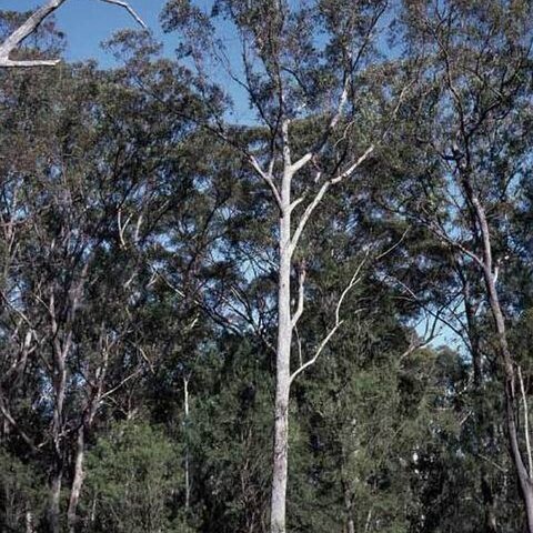 Eucalyptus sphaerocarpa unspecified picture