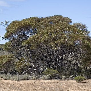 Eucalyptus yalatensis unspecified picture