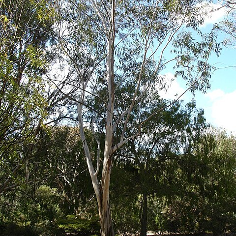 Eucalyptus megacarpa unspecified picture