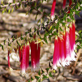 Epacris unspecified picture