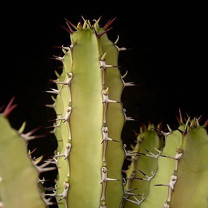 Euphorbia inculta unspecified picture