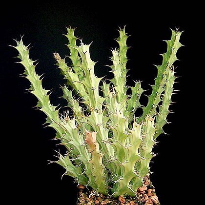 Euphorbia furcata unspecified picture