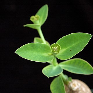 Euphorbia maritae unspecified picture