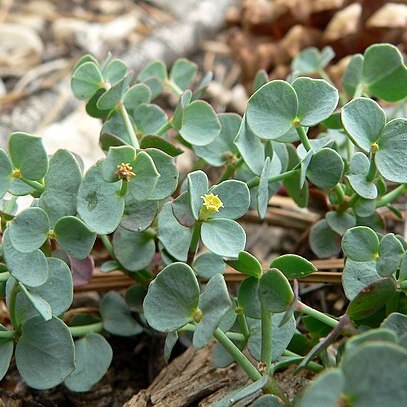 Euphorbia brachycera unspecified picture