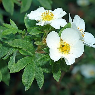 Potentilla glabra unspecified picture