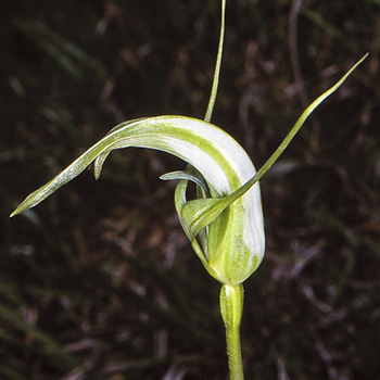 Pterostylis furcata unspecified picture