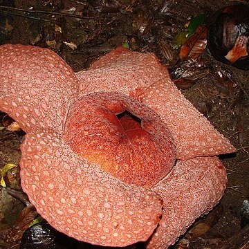 Rafflesia micropylora unspecified picture