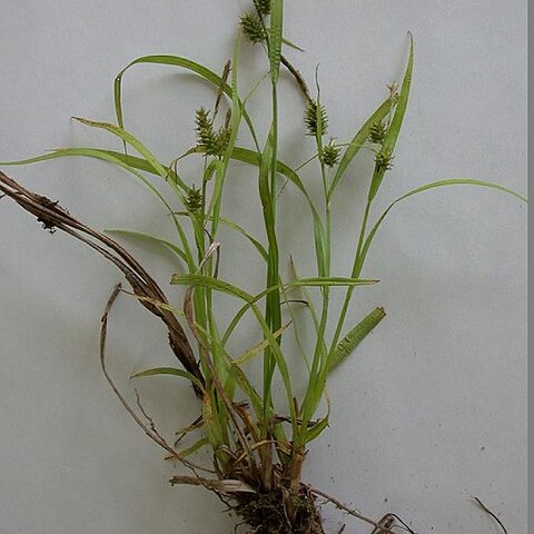 Carex japonica unspecified picture