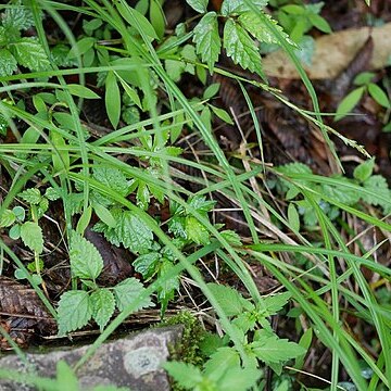 Carex tumidula unspecified picture