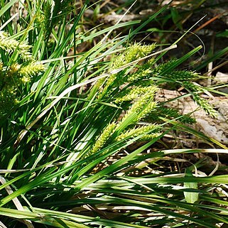 Carex metallica unspecified picture