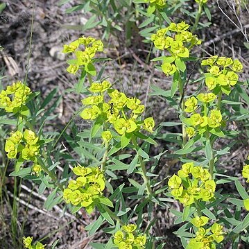 Euphorbia glareosa unspecified picture