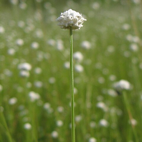 Eriocaulon nudicuspe unspecified picture